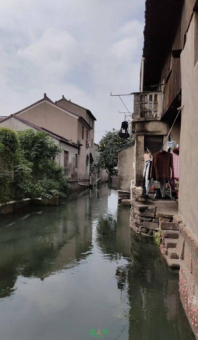 忍者鲨鱼